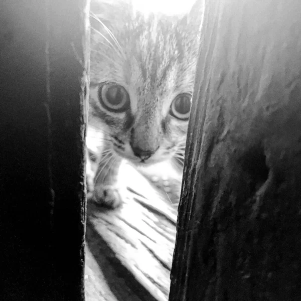 美しい小さなホームレスのタビー猫 自然動物のクローズアップ 小さなホームレスのタビー猫で構成された写真は 空腹の目で見えます ふわふわの体を持つ国内の小さなホームレスのタビー猫 薄い足 — ストック写真