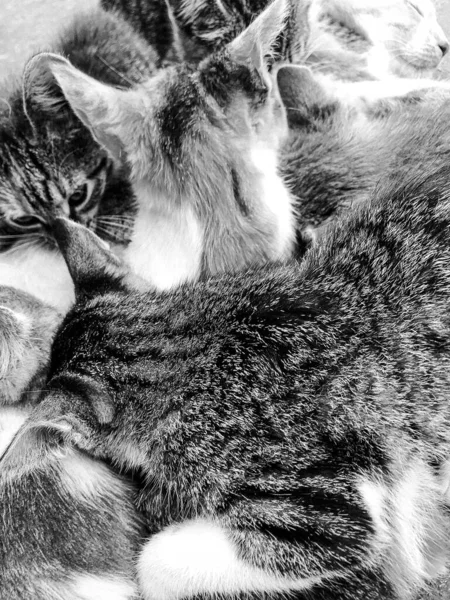 美しい小さなホームレスのタビー猫 自然動物のクローズアップ 小さなホームレスのタビー猫で構成された写真は 空腹の目で見えます ふわふわの体を持つ国内の小さなホームレスのタビー猫 薄い足 — ストック写真