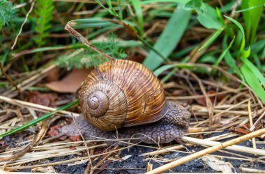 Islak yolda sürünen kabuklu büyük bahçe salyangozu çabuk eve gel, salyangoz Helix vücudu korumak için sarılmış lezzetli yiyeceklerden oluşur, balçıklı doğal neşe salyangozu balçıktan korur, besleyici krema yapabilir.