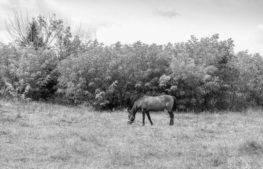 Güzel, kahverengi at, yaz aygırı, yeşil çimen yiyen at, ayakta duran uzun yeleli at, açık havada at atı, büyük at atları.