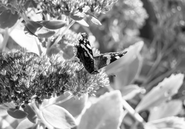 Fotoğraf temalı güzel bir siyah kelebek kralının çayır çiçeğinin üzerindeki fotoğrafı çayırdaki çiçeklerin içindeki kelebek kralın parlak kanatlarını sallaması, yaşlı kelebek kralın çayır çiçeğine olan bedeni.