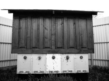 Kanatlı arı yavaşça uçar ve canlı çiçeklerden özel arı kovanına nektar toplar. Arı kovanından, arı kovanından, arı bacağındaki çiçek tozundan, arılara yakın planda arı kovanından oluşan arı kovanından.