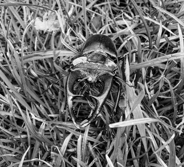 Vahşi ormanda uzun ve keskin çeneleri olan erkek geyik böceği meşe ağacının gövdesinde oturur, böcek geyiği büyük boynuzlardan, güzel güçlü bacaklardan, geyik böceğinden oluşur.