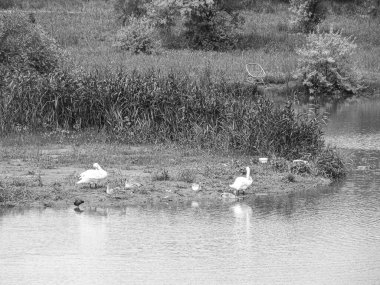 Kaz sürüsü beyaz hayvan ailesi su içmeye gider. Sıvı göletten, güzel yerli kaz sürüsü. Köyde vahşi kaz sürüsü, ıslak sıvı içmek için acele eder.