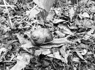 Islak yolda sürünen kabuklu büyük bahçe salyangozu çabuk eve gel, salyangoz Helix, vücudu korumak için sarmalanmış lezzetli yiyeceklerden oluşur, balçık kabuklu doğal hayvan salyangozu, besleyici krema yapar.