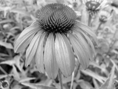 Bahçede çiçek açan kır çiçekleri, doğal yapraklarla çiçek açan kır çiçekleri, kırsal alanda çiçek açan ekinezya, bahçede çiçek açan kır çiçekleri.