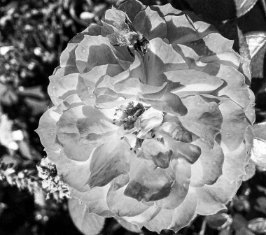 Kanatlı arı yavaşça bitkiye uçar, çiçekten özel arı kovanına bal için nektar toplar, güzel çiçeklerden oluşan bal tokası, arıların bacaklarında sarı polen, tatlı bal nektarı.