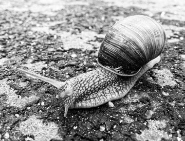 Islak yolda sürünen kabuklu büyük bahçe salyangozu çabuk eve gel, salyangoz Helix, vücudu korumak için sarmalanmış lezzetli yiyeceklerden oluşur, balçık kabuklu doğal hayvan salyangozu, besleyici krema yapar.