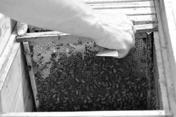 有翅膀的蜜蜂慢慢飞到养蜂人那里 在私人的蚜虫上采蜜 由乡村养蜂人 蜂腿上的小花灰组成 大型蚜虫背景下的蜜蜂饲养员 — 图库照片