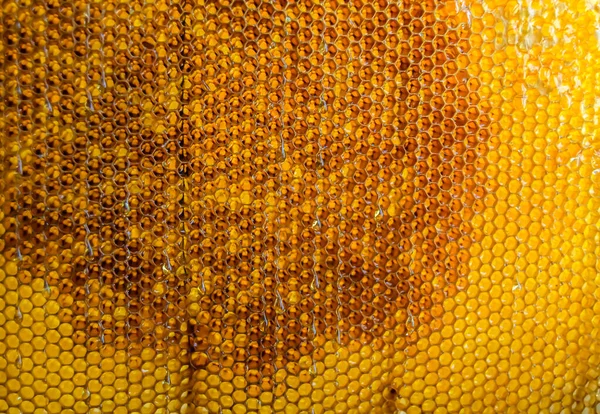 Drop Bee Honey Drip Hexagonal Honeycombs Filled Golden Nectar Honeycombs — Foto Stock