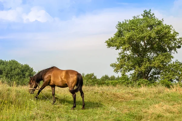 Beau Cheval Brun Sauvage Étalon Sur Prairie Fleurs Été Cheval — Photo