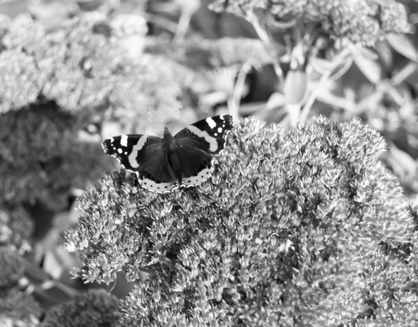 Photographie Thème Beau Papillon Noir Monarque Sur Fleur Prairie Photo — Photo