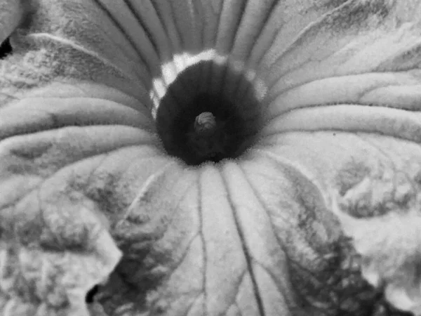 Ramo Flores Silvestres Cerca Floreciendo Jardín Con Hojas Naturales Hermoso — Foto de Stock