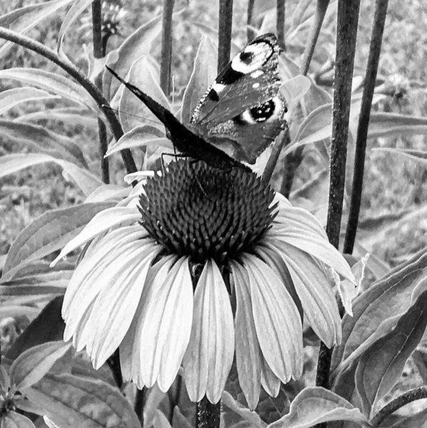 美しい黒い蝶をテーマに写真牧草地の花のモナーク 彼の明るい翼を振って牧草地の花のモナークから成る写真 ボディ古い蝶牧草地の花にモナーク — ストック写真