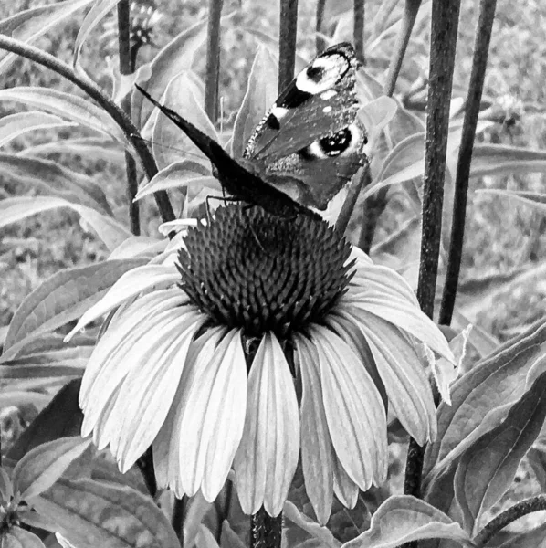 Photographie Thème Beau Papillon Noir Monarque Sur Fleur Prairie Photo — Photo