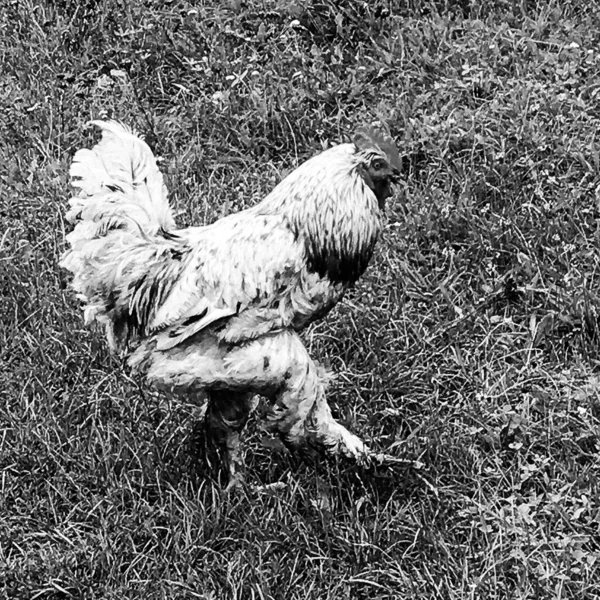 Петух Кукарекает Поисках Пищи Естественной Траве Традиционном Сельском Сарае Птичий — стоковое фото