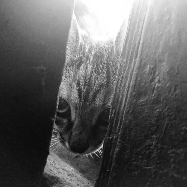 Beautiful small homeless tabby cat, natural animal close up, photography consisting of small homeless tabby cat looks with hungry eyes, domestic small homeless tabby cat with fluffy body, thin paws