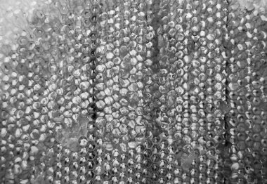 Altın nektarla dolu altıgen bal peteklerinden arı damlayan bal damlası, bal peteği yaz kompozisyonu doğal bal damlası, balmumu çerçeve arısına damlayan bal damlası, bal peteğine damlayan bal damlası