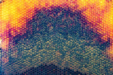 Altın nektarla dolu altıgen bal peteklerinden arı damlayan bal damlası, bal peteği yaz kompozisyonu doğal bal damlası, balmumu çerçeve arısına damlayan bal damlası, bal peteğine damlayan bal damlası