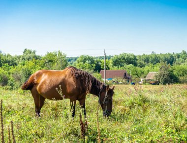 Yazlık çiçek çayırında güzel kahverengi at, yeşil çimen yiyen at. Uzun yeleli at aygırı ayakta duruyor. Atlı aygır açık havada, büyük at atları.