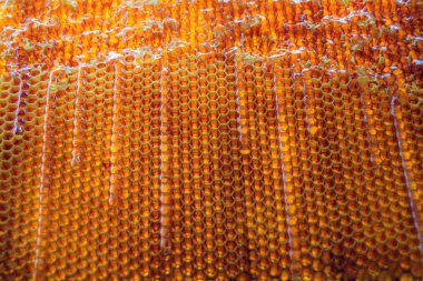 Altın nektarla dolu altıgen bal peteklerinden arı damlayan bal damlası, bal peteği yaz kompozisyonu doğal bal damlası, balmumu çerçeve arısına damlayan bal damlası, bal peteğine damlayan bal damlası