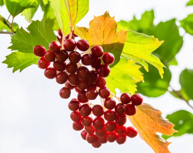 Tema üzerine fotoğraf: Güzel ekşi dut viburum, temiz gökyüzü altında doğal doku, kırsal alanda birçok ekşi dut viburum, büyük doğa bahçesinde ekşi çilek viburum.