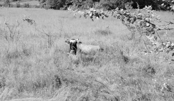 Fotografía Sobre Tema Hermosa Vaca Lechera Grande Pastos Prado Verde —  Fotos de Stock