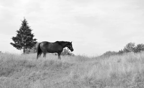 Beau Cheval Sauvage Brun Étalon Sur Prairie Fleurs Été Cheval — Photo