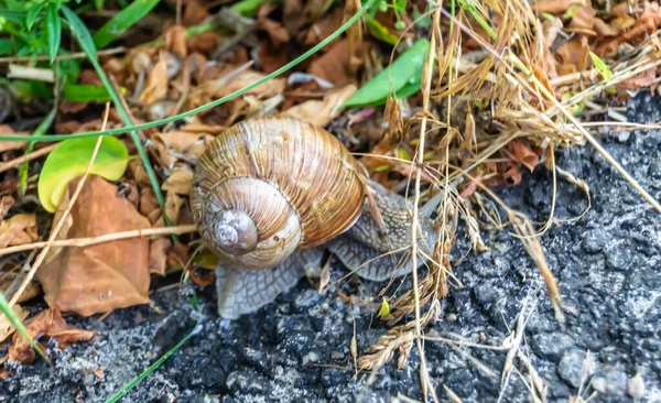 大きな庭のカタツムリのシェルにぬれた道を急いで家に這う カタツムリのヘリックスは 栄養クリームを作ることができるスライムからシェル内の体 自然の喜びの動物カタツムリを保護するために食用おいしい料理のコイルシェルで構成されています — ストック写真