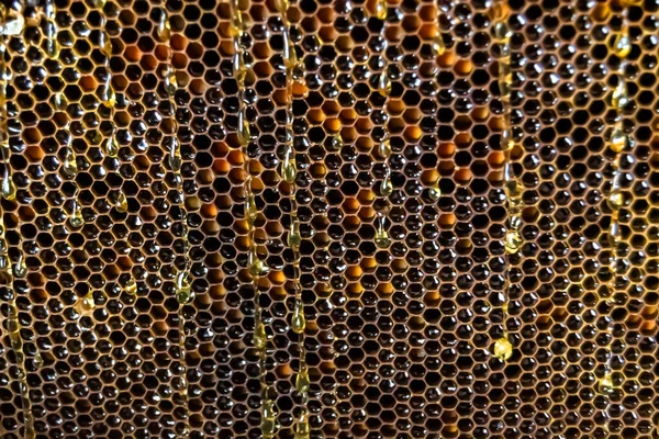 Altın Nektarla Dolu Altıgen Bal Peteklerinden Arı Damlayan Bal Damlası — Stok fotoğraf