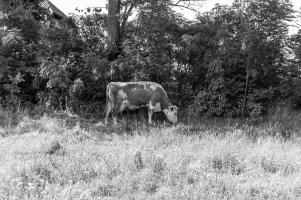 Photography Theme Beautiful Big Milk Cow Grazes Green Meadow Blue — Stock Photo, Image