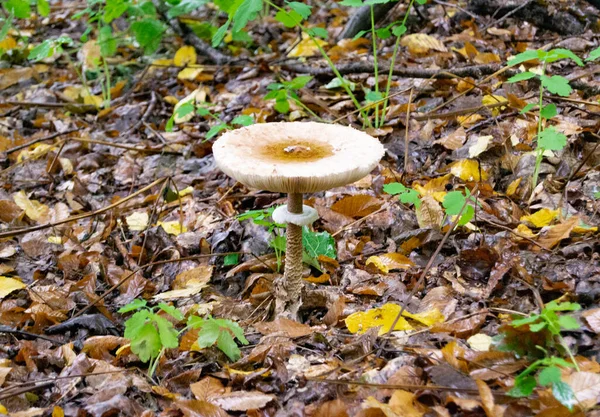 Fotografie Zum Thema Große Schöne Giftige Pilze Wald Auf Blättern — Stockfoto