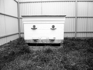 Kanatlı arı yavaşça uçar ve canlı çiçeklerden özel arı kovanına nektar toplar. Arı kovanından, arı kovanından, arı bacağındaki çiçek tozundan, arılara yakın planda arı kovanından oluşan arı kovanından.