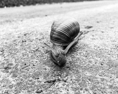 Islak yolda sürünen kabuklu büyük bahçe salyangozu çabuk eve gel, salyangoz Helix, vücudu korumak için sarmalanmış lezzetli yiyeceklerden oluşur, balçık kabuklu doğal hayvan salyangozu, besleyici krema yapar.