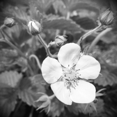 Papatya çiçekleri bahçede doğal yapraklarla çiçek açıyor, kır bahçesine açan papatya çiçekleri, bahçede açan kır çiçekleri, papatya çiçekleri