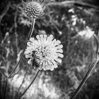 Kanatlı arı yavaşça bitkiye uçar, çiçekten özel arı kovanına bal için nektar toplar, güzel çiçeklerden oluşan bal tokası, arıların bacaklarında sarı polen, tatlı bal nektarı.