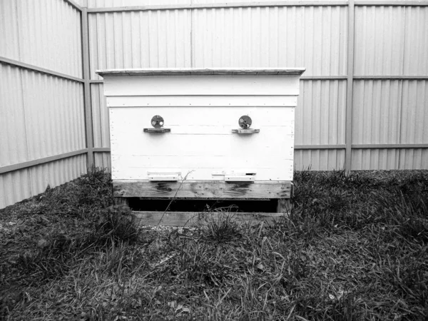 Kanatlı arı yavaşça uçar ve canlı çiçeklerden özel arı kovanına nektar toplar. Arı kovanından, arı kovanından, arı bacağındaki çiçek tozundan, arılara yakın planda arı kovanından oluşan arı kovanından.