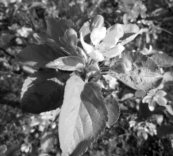 Çiçekler bahçeye kapanıyor doğal yapraklarla çiçek açıyor, güzel kır çiçekleri kapalı kırsal bahçeye çiçek açıyor, kır çiçekleri bahçeye çiçek açıyor.