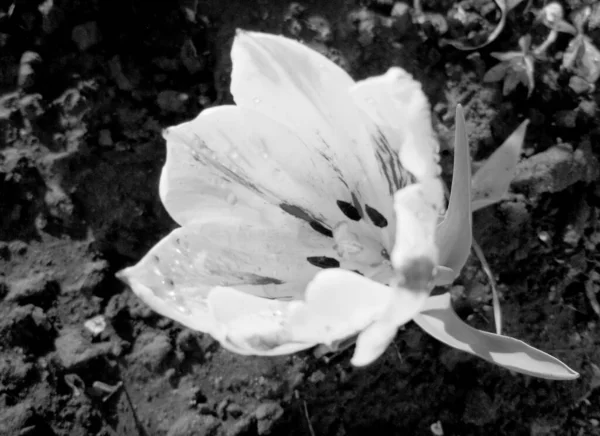 Μπουκέτο Αγριολούλουδα Τουλίπα Ανθίζει Στον Κήπο Φυσικά Φύλλα Όμορφο Μπουκέτο — Φωτογραφία Αρχείου
