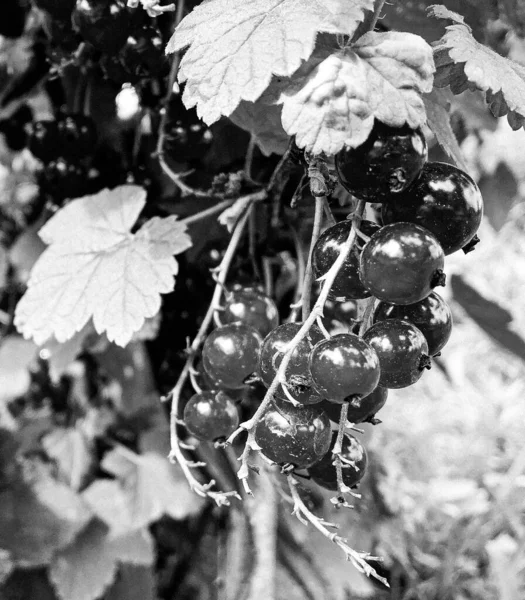 Fotografia Sul Tema Bella Bacca Cespuglio Ribes Nero Con Foglia — Foto Stock