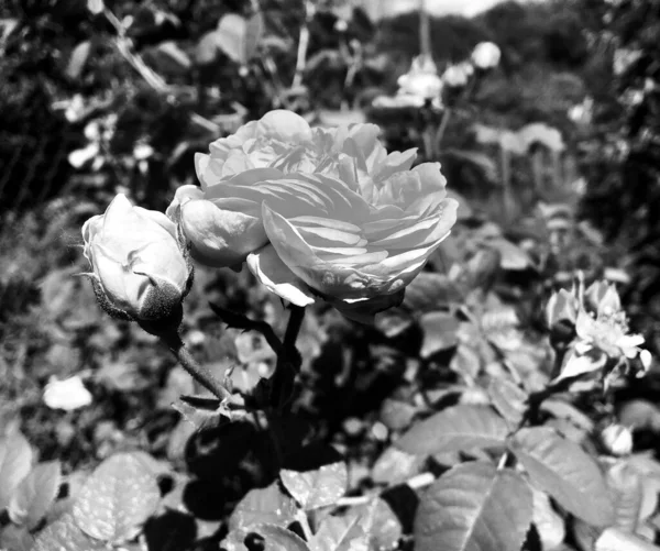 Bouquet Wildflowers Prickly Rose Blooming Garden Natural Leaves Bouquet Wildflowers — Stock Photo, Image