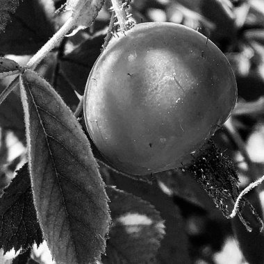 Tema üzerine fotoğraf temiz gökyüzü altında doğal dokusu olan güzel ekşi böğürtlen gül ağacı, kırsal alanda pek çok ekşi böğürtlen gülünden oluşan fotoğraf, büyük doğa bahçesinde ekşi çilek gül ağacı.