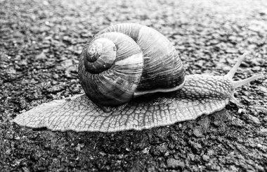 Islak yolda sürünen kabuklu büyük bahçe salyangozu çabuk eve gel, salyangoz Helix, vücudu korumak için sarmalanmış lezzetli yiyeceklerden oluşur, balçık kabuklu doğal hayvan salyangozu, besleyici krema yapar.