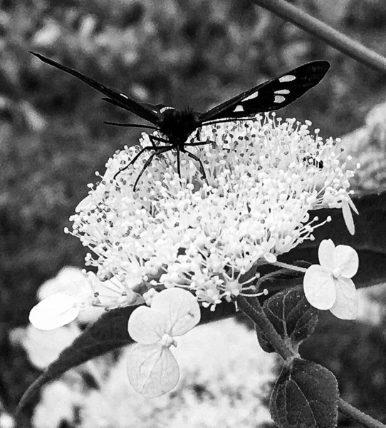 美しい黒い蝶をテーマに写真牧草地の花のモナーク 彼の明るい翼を振って牧草地の花のモナークから成る写真 ボディ古い蝶牧草地の花にモナーク — ストック写真