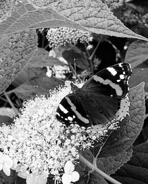 美しい黒い蝶をテーマに写真牧草地の花のモナーク 彼の明るい翼を振って牧草地の花のモナークから成る写真 ボディ古い蝶牧草地の花にモナーク — ストック写真