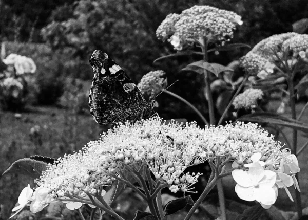 Fotografie Naar Thema Mooie Zwarte Vlinder Monarch Weide Bloem Foto — Stockfoto