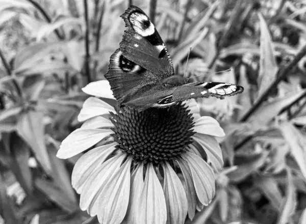 美しい黒い蝶をテーマに写真牧草地の花のモナーク 彼の明るい翼を振って牧草地の花のモナークから成る写真 ボディ古い蝶牧草地の花にモナーク — ストック写真