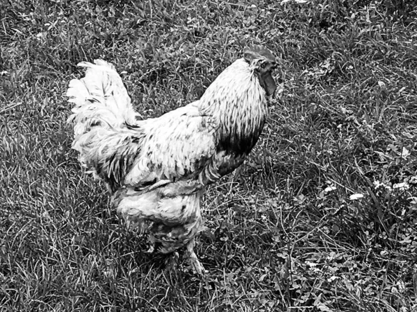 在传统的乡村谷仓里 公鸡在天然的草地上觅食 鸟儿在彩色的顶上啼叫 白色蓬松的羽毛 明亮的喙 美丽的长尾公鸡在母鸡身上啼叫 — 图库照片