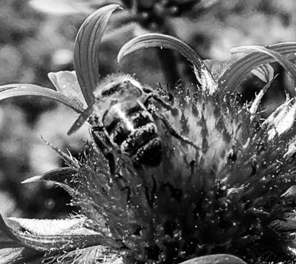 Winged Bee Slowly Flies Plant Collect Nectar Honey Private Apiary — Stock Photo, Image