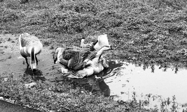 Rodina Bílých Zvířat Husa Gander Jít Pít Vodu Tekutého Rybníka — Stock fotografie